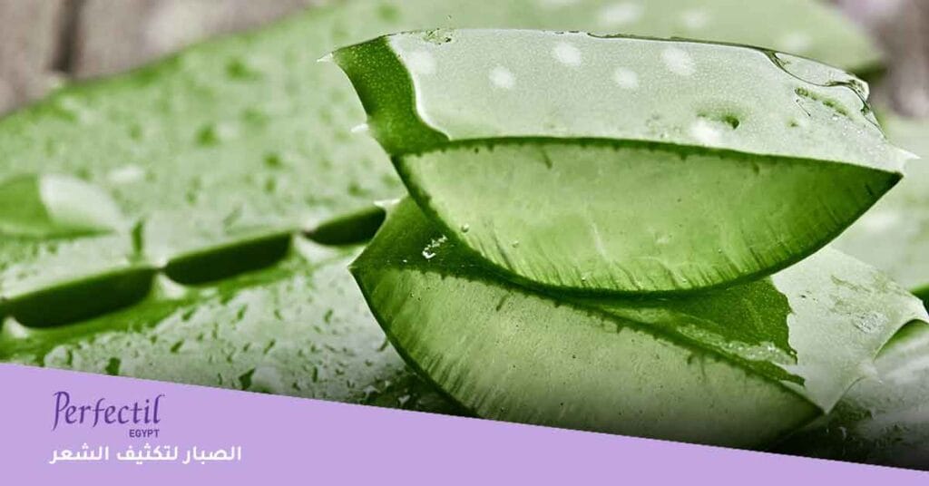 الصبار لتكثيف الشعر