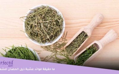 7 فوائد لـ عشبة ذيل الحصان للشعر تجعلها رفيقك لعلاج التلف