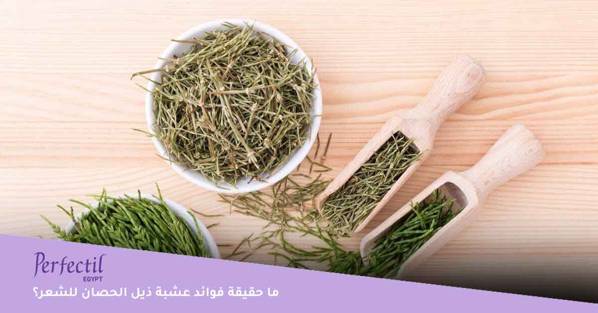 فوائد عشبة ذيل الحصان للشعر